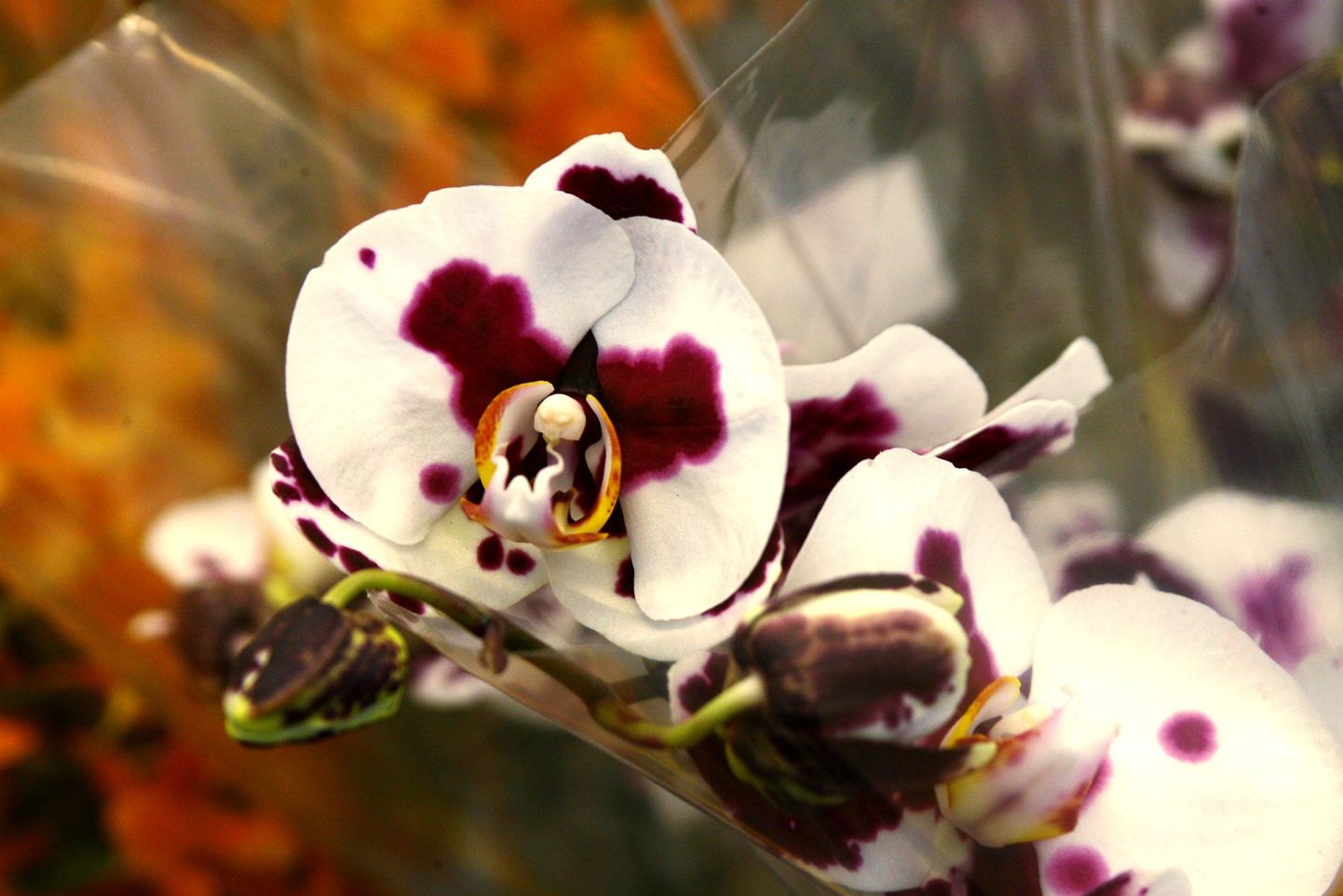 Orhidee.