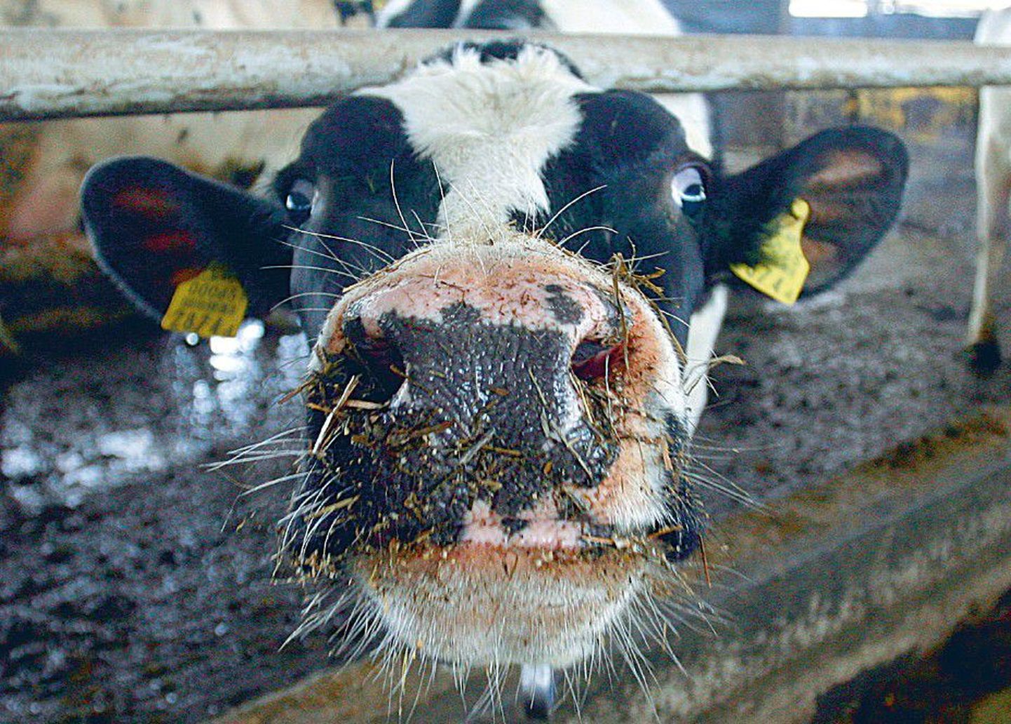 Talupidajate probleemiks on nii langenud toorainehinnad kui ka tööstuste makseraskused. Selle OÜ Estonia karja lehma piima eest maksab Soome Valio vähemalt korrapäraselt raha ära.