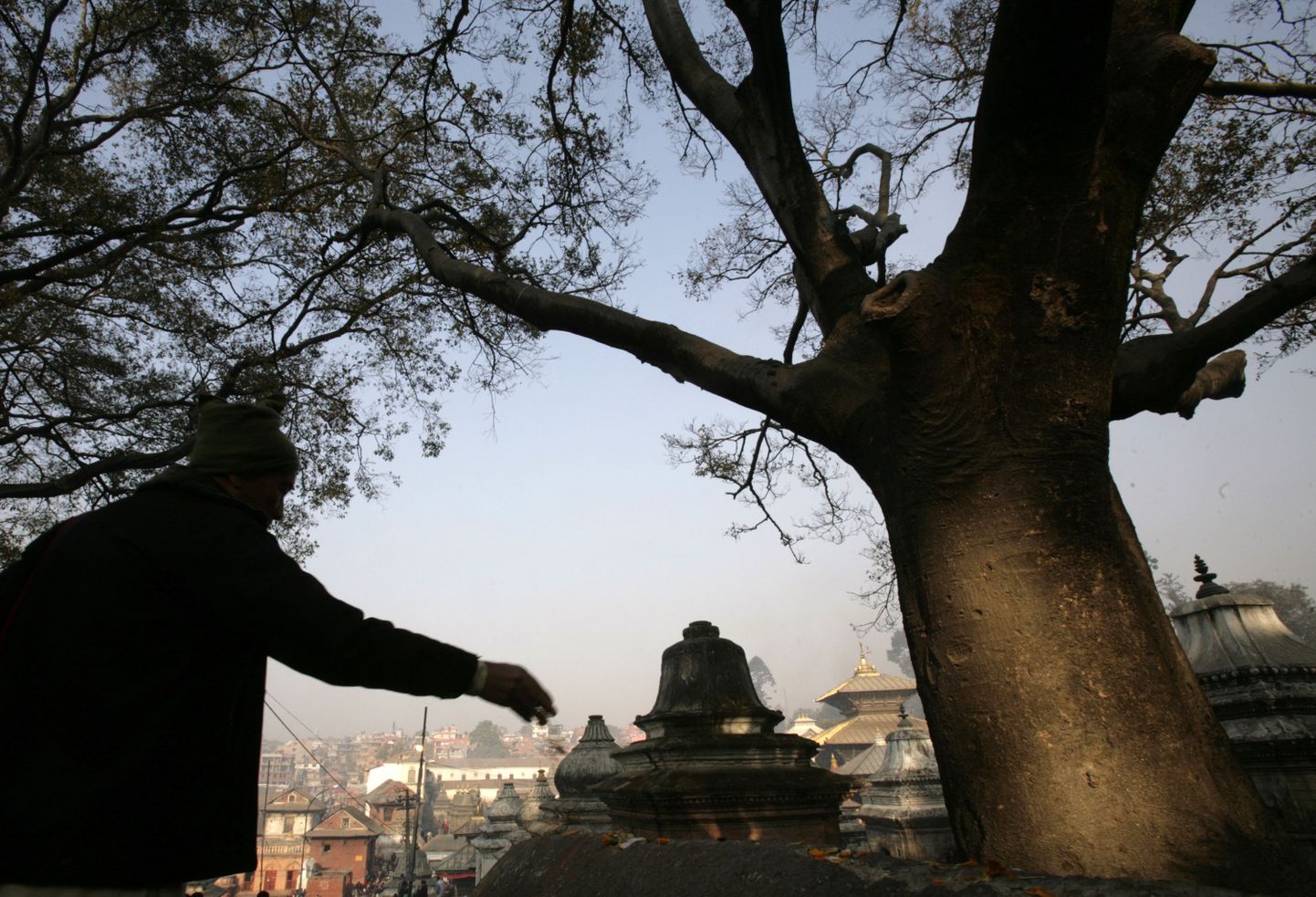 A worshipper scatters "sat biu" to a tree at Pashupatinath Temple in Kathmandu November 26, 2008. The festival of Bala Chaturdashi at Pashupatinath temple is celebrated by worshippers who scatter seven types of grain known as "sat biu" in memories of the departed along a prescribed route including trees and temples at Pashupatinath temple. REUTERS/Deepa Shrestha (NEPAL)