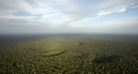 Google kaardistab Street View kaameraga Amazonase vihmametsa eri tasandeid