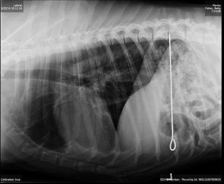 Üks koer neelas alla kebabivarda. Foto: Veterinary Practice News / Caters News