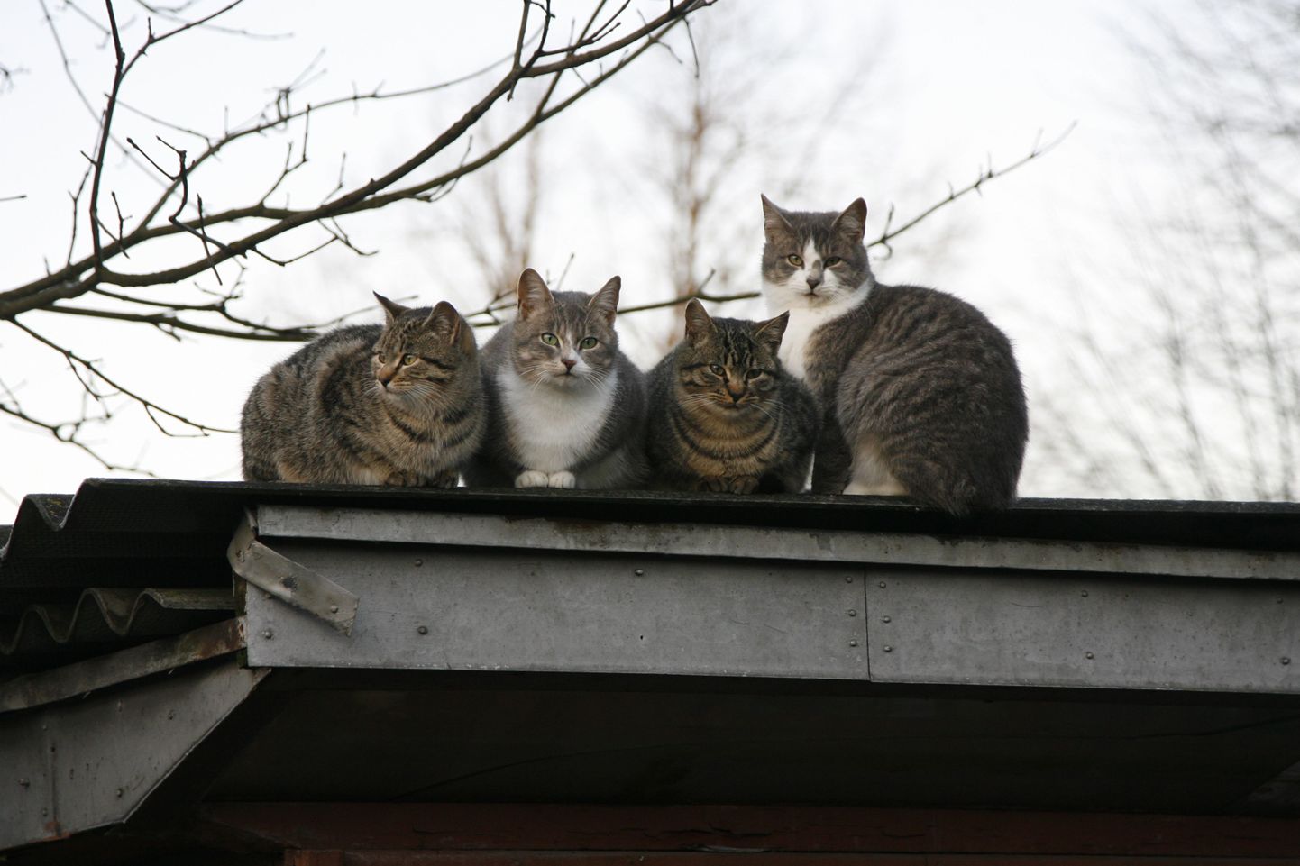 Inimese julmuse vastu on loomad võimetud. Pildid hulkuvad kassid Tallinnas.
