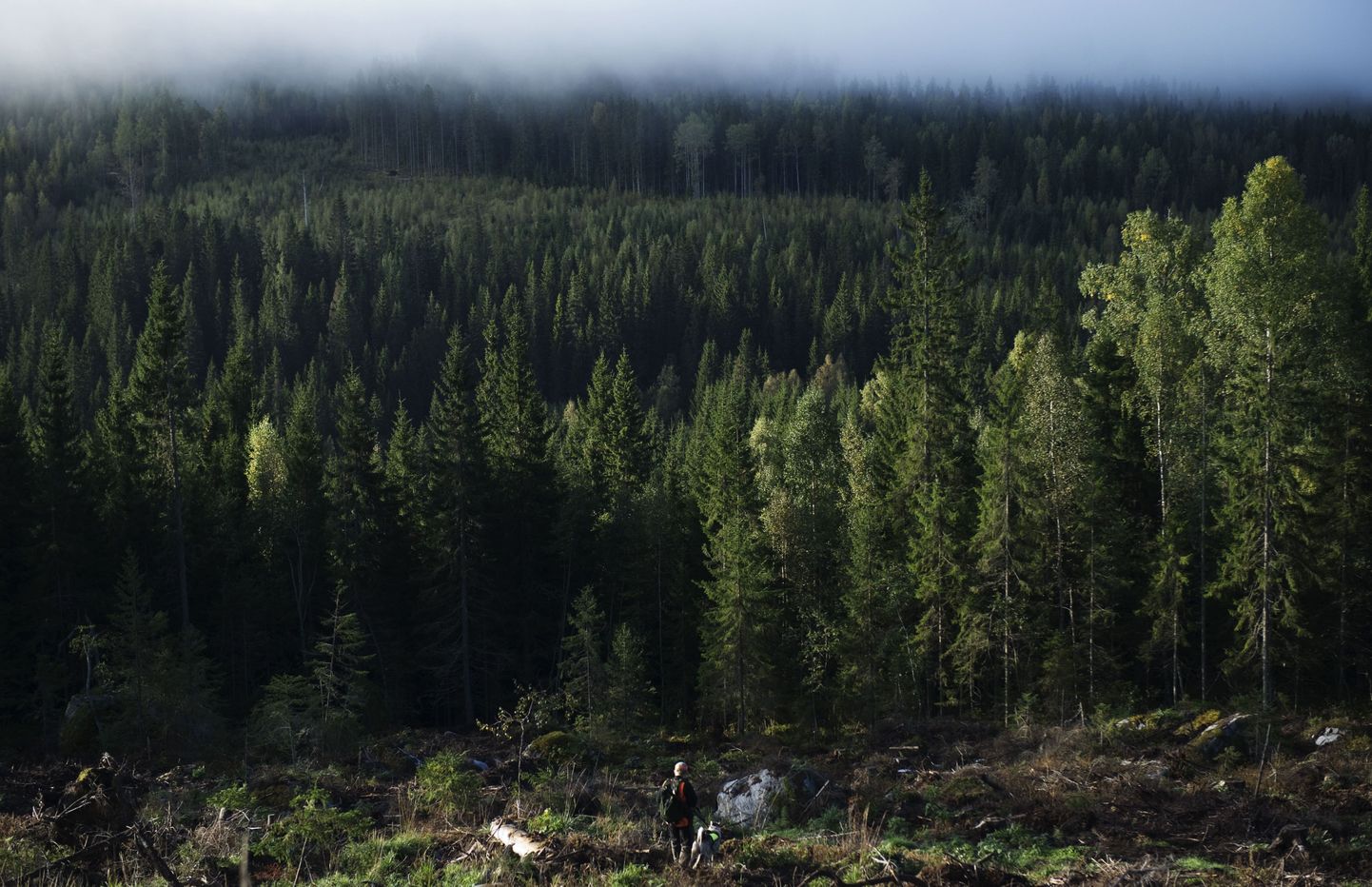 Rootsi mees eksles 12 päeva metsas