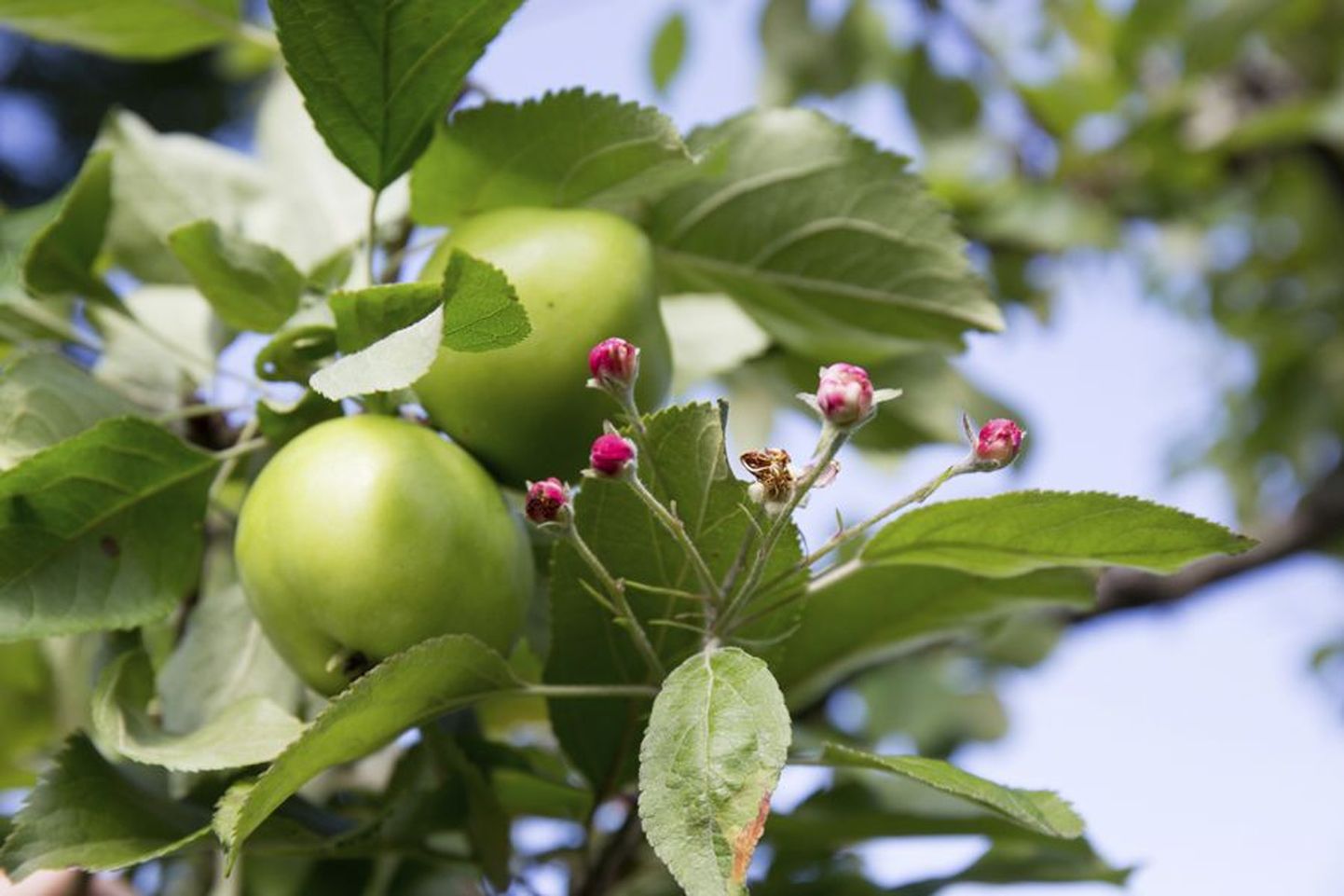 Leonora Luige koduaias puhkesid septembri alguses õide kaks «Tellissaare» sorti õunapuud.