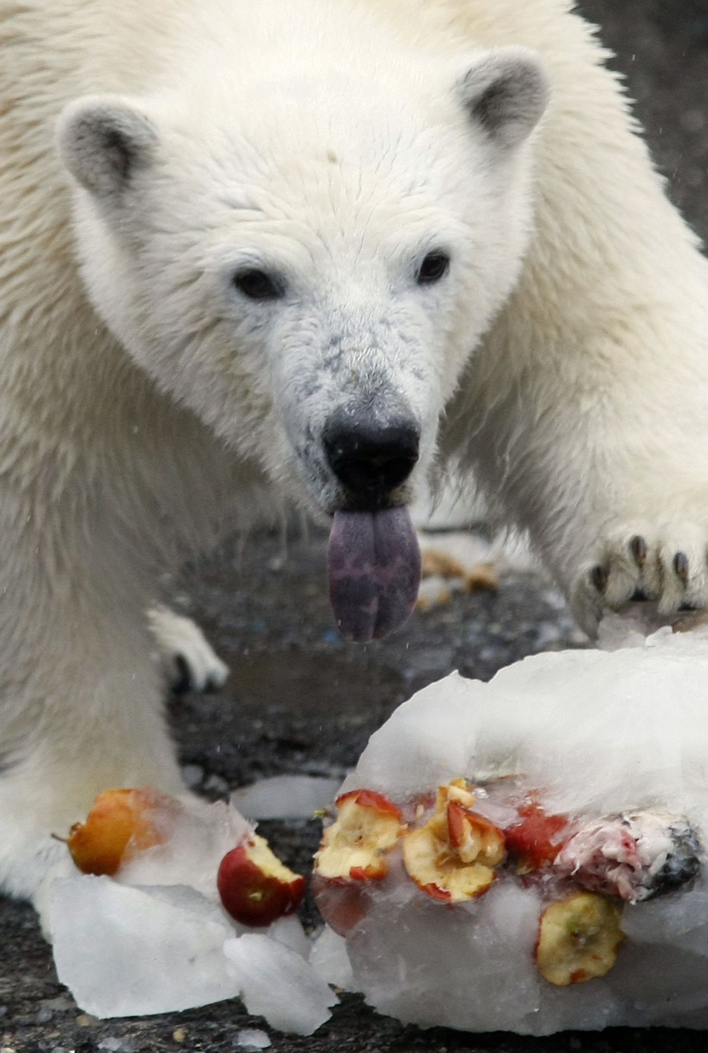 Saksamaa loomaaia jääkaru suri pärast koti ja jope söömist