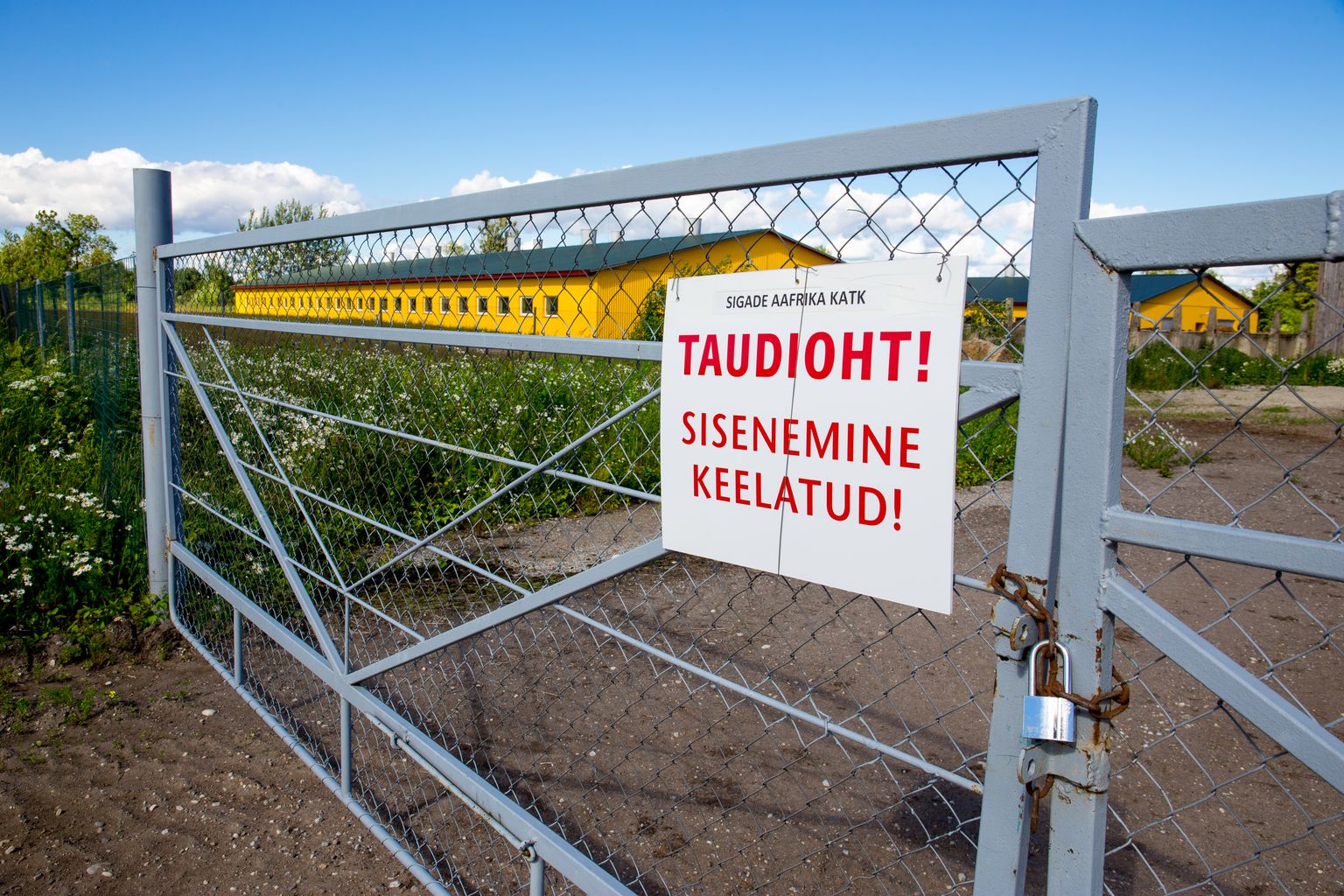 2017. aastal möllas Eesti lautades sigade Aafrika katk.