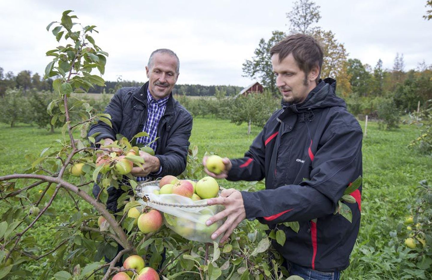 Andres ja Danel Mets on ülikiired õunakorjajad.