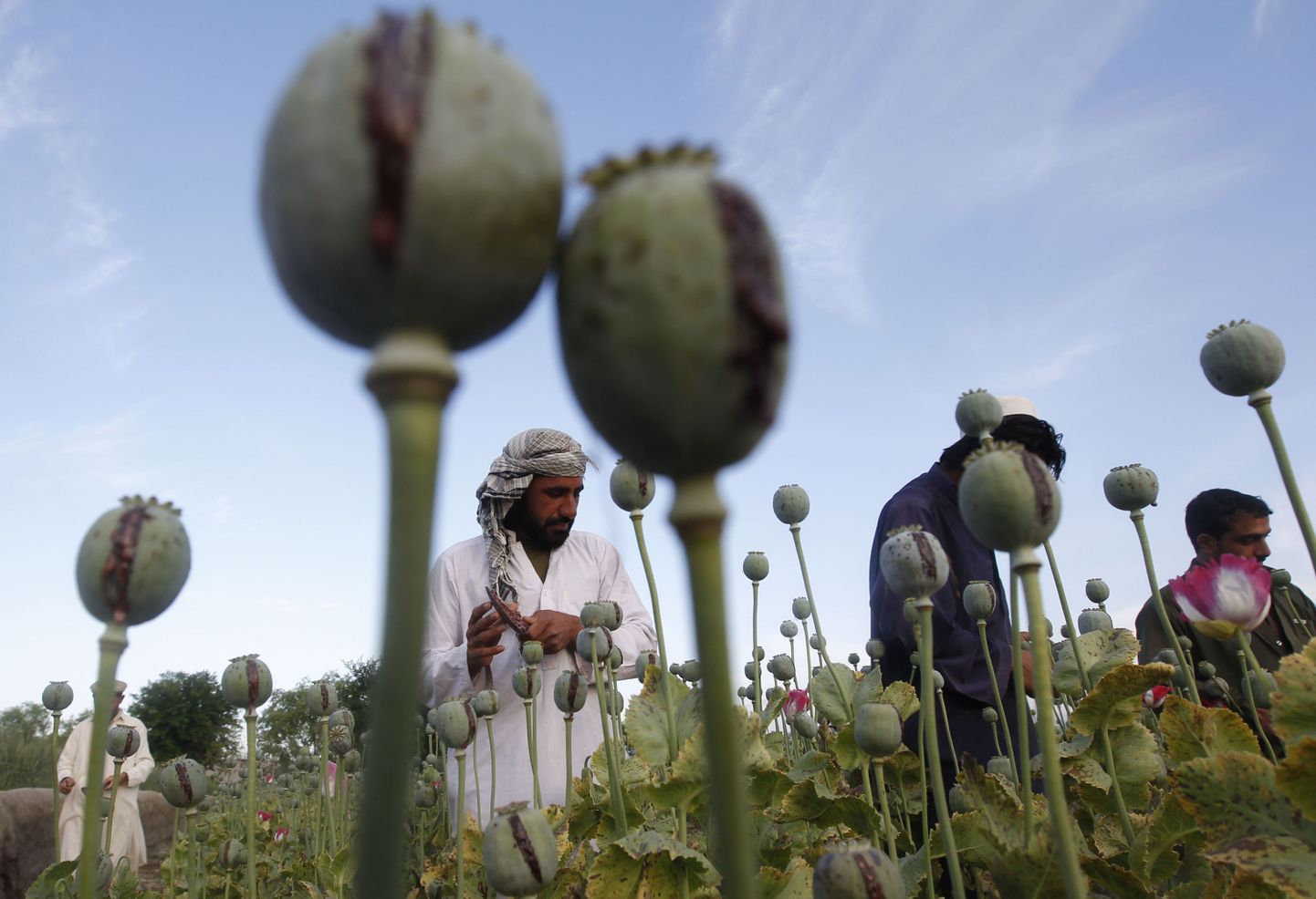 Afganistani põllumehed töötavad moonipõllul, kus tulev saak läheb heroiini ja oopiumi valmistamiseks.