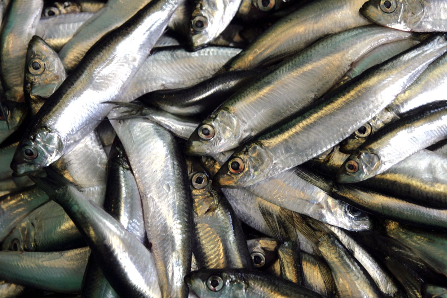 РФ может расширить запрет на ввоз рыбы из Эстонии.