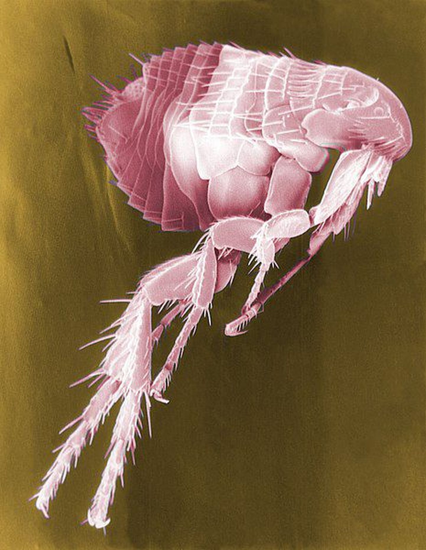 Kirbud on parasiidid, kes elatuvad teiste loomade ja inimeste verest ning võivad kanda edasi katkubakterit.