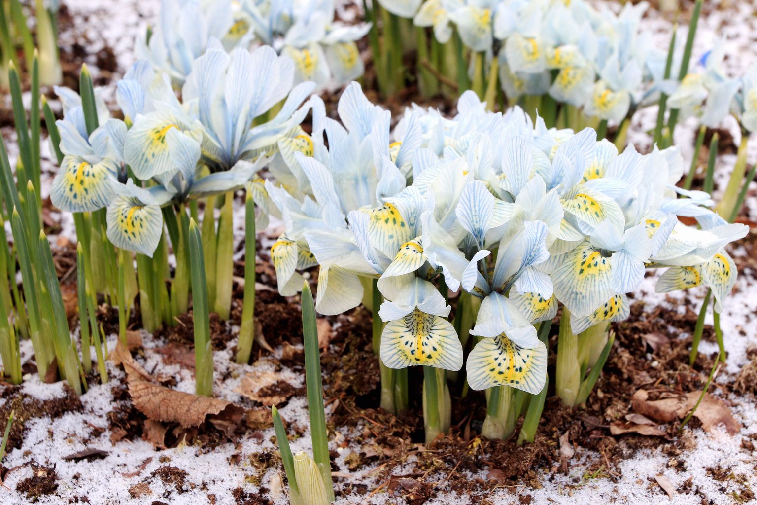 TRT02:BOTAANIKAAED :TARTU, EESTI, 17APR17
Kevadlilled lumises botaanikaaias. iiris.
sa/Foto SILLE ANNUK POSTIMEES