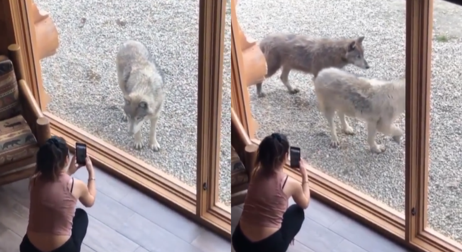 Hundid luusisid akna taga. Kuvatõmmis videost.