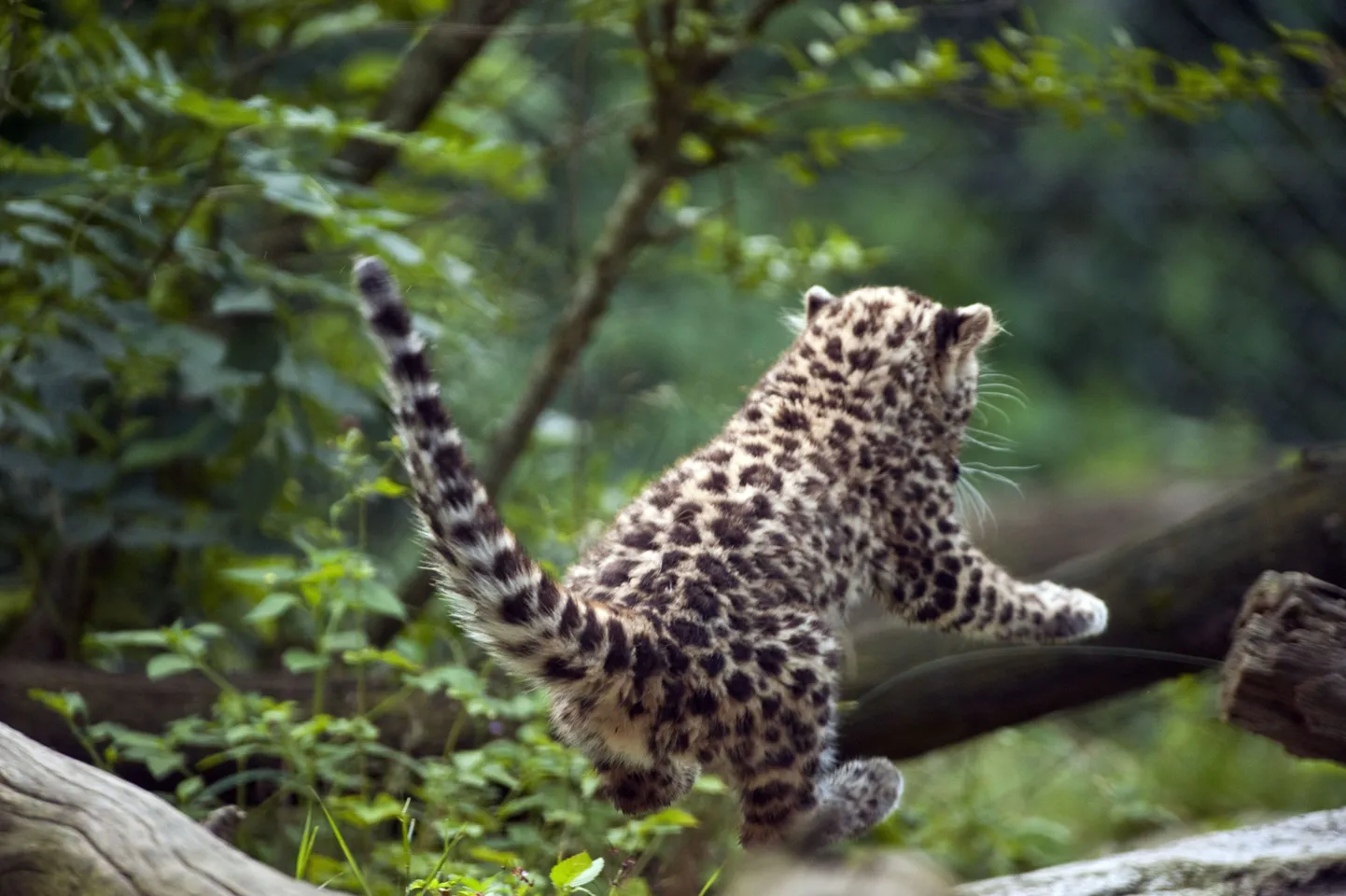 Amuuri leopardi kutsikas
