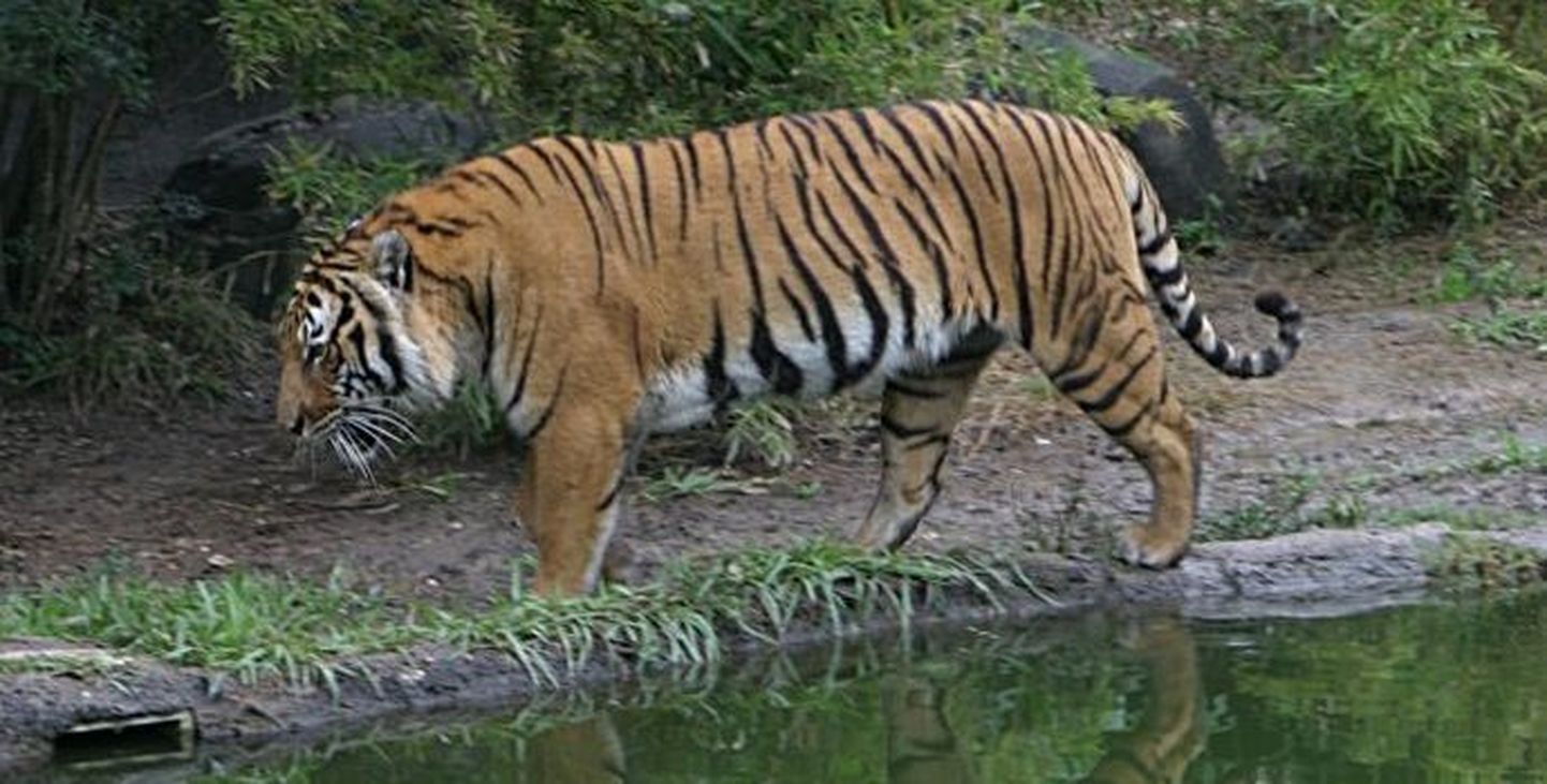 Indo-hiina tiiger (Panthera tigris corbetti)