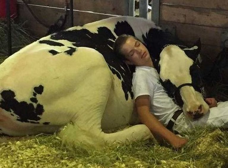 Poiss magab lehma kaisus