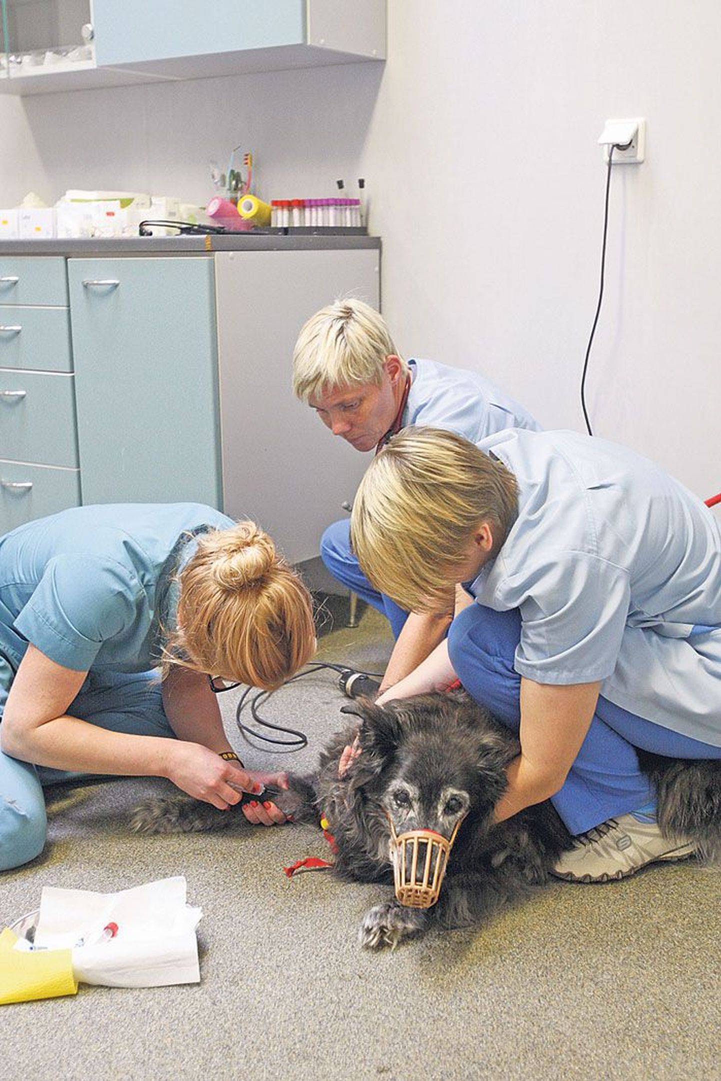 Säästurežiim ohustab EMÜ loomaarstitudengite kliinilise õppe kvaliteeti. Koerale paigaldavad kanüüli arsti abiline Eileen Kupbart (vasakult), arst Ave Kupper ja arst-intern Marju Suviste.