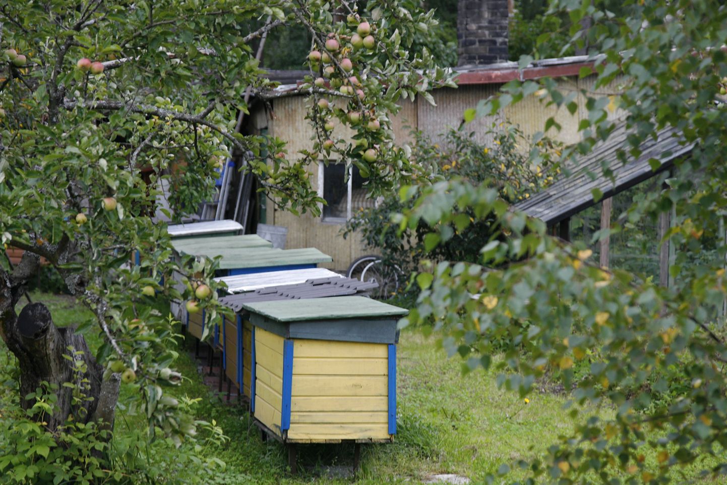 Paari aasta eest olid Nõmme Mesila tänava elanikud hädas mesilasi pidava naabriga.