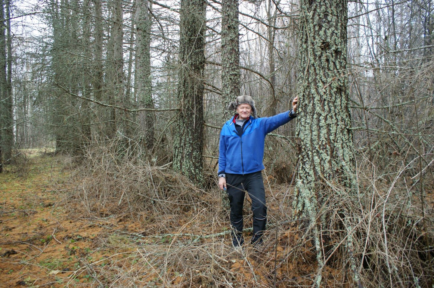 Mart Erik mitte kuivanud metsas, vaid Söe arboreetumi hübriidlehiseallee juures, mis istutatud 1977. aastal.