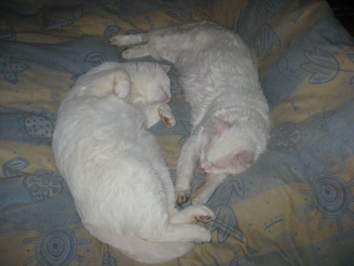 Volli (paremal) elas FI-viirusega viis aastat. Fotol mõnuleb ta voodil koos parima sõbra Kituga.
