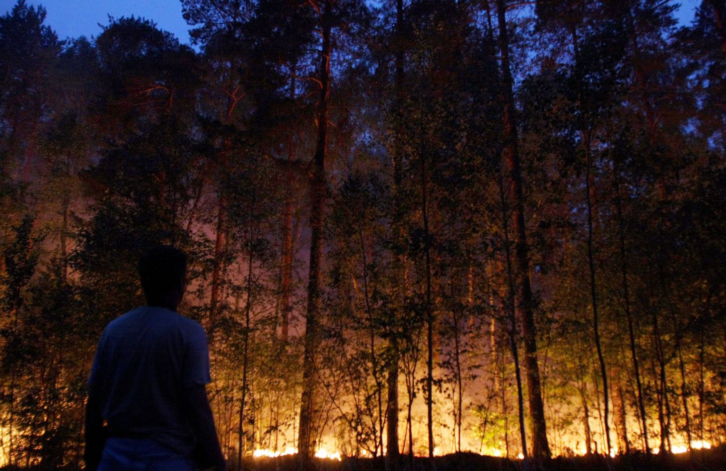 Лесной пожар в Московской области.