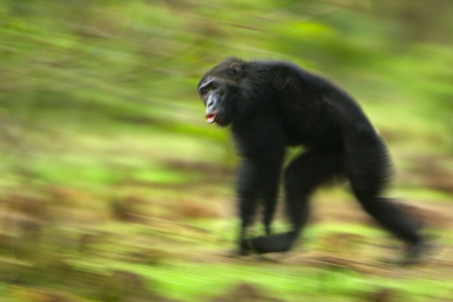 Šimpans Fongoli rahvuspargis Senegalis, kus teadlased kirjeldasid ebatavalist alfaisaste verist surma oma enda klanni käte läbi. Iseenda juhtisaste tapmine on šimpansite seas erakordselt ebatavaline.