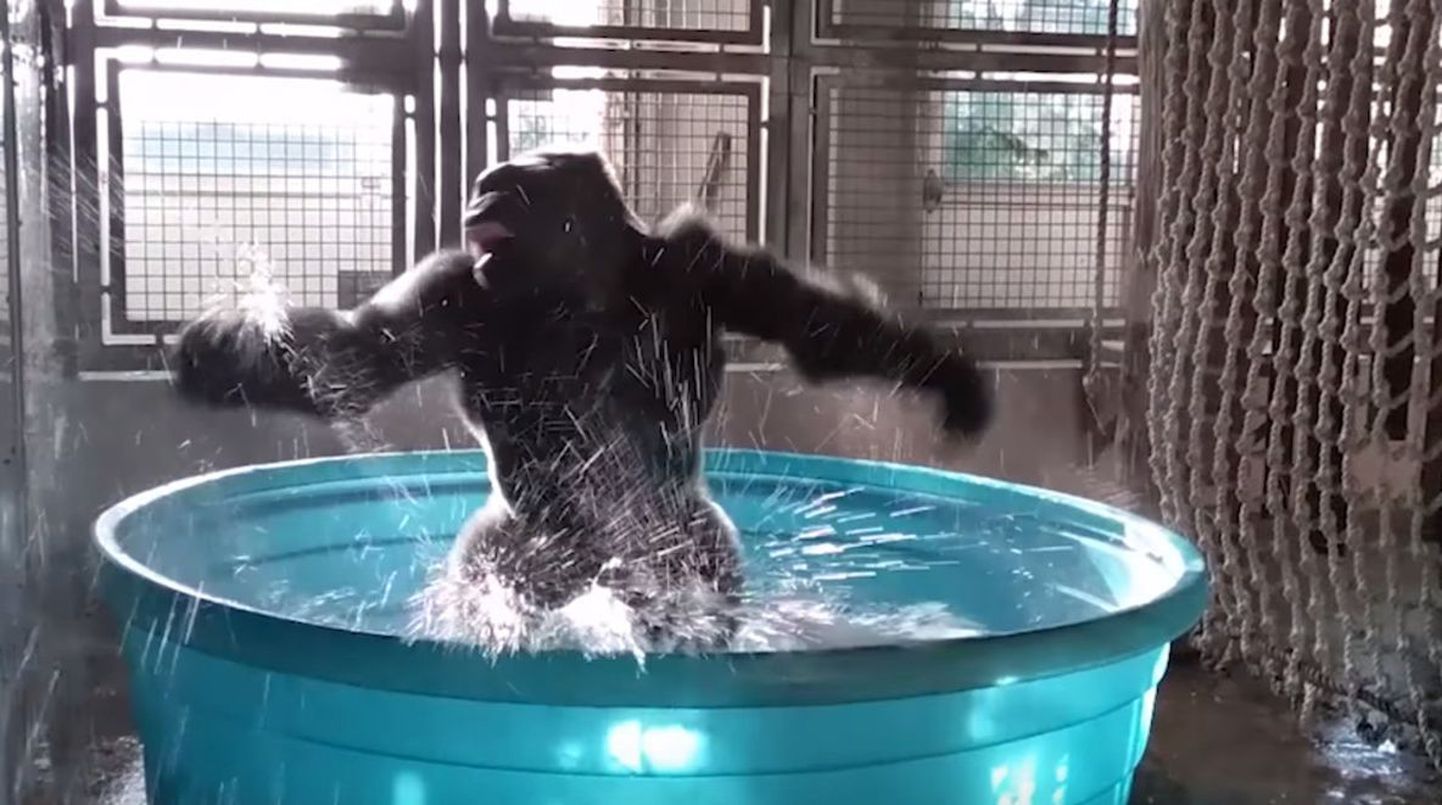 Dallase loomaaia gorilla Zola tantsimas