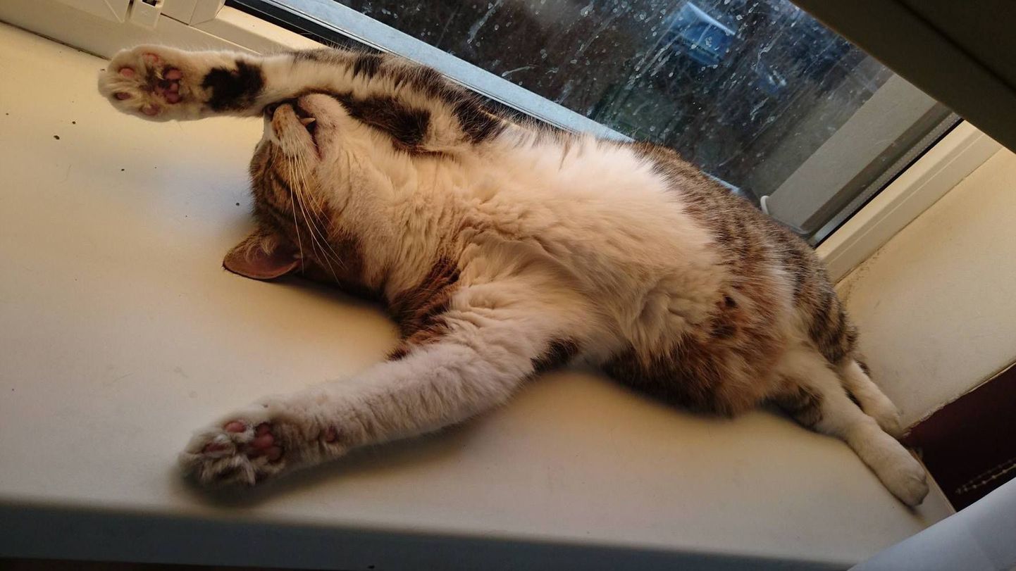 Kass nimega Kutsu, kes oma peremehega eriskummalisi võimlemisharjutusi ei tee, vaid eelistab mõnusalt aknalaual lebada.
