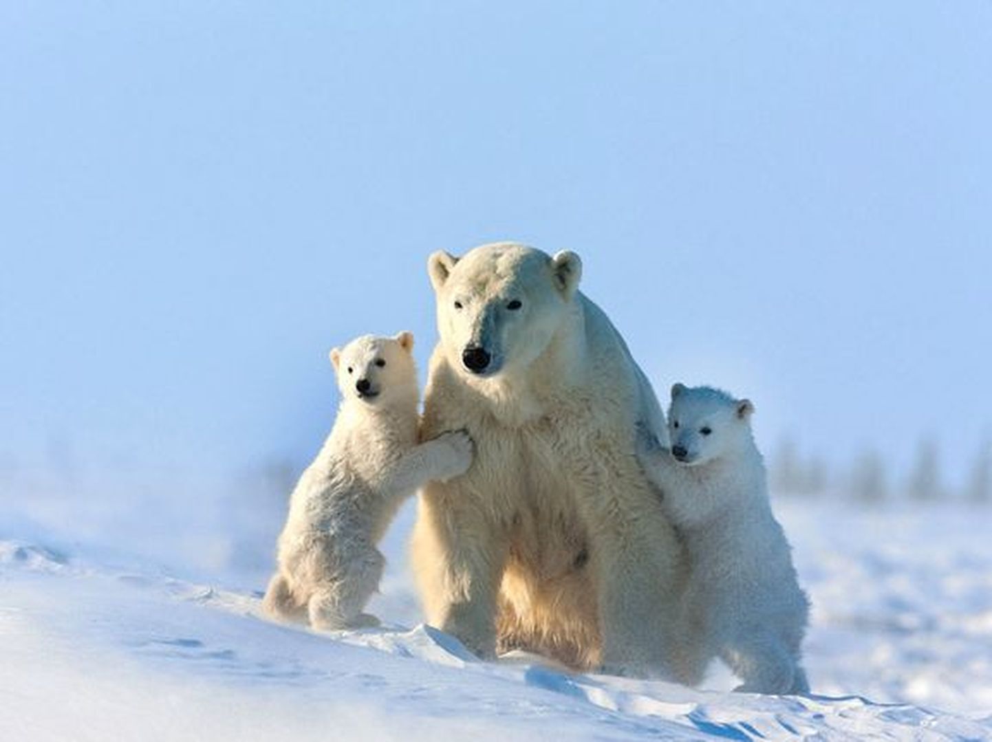 Jääkarud