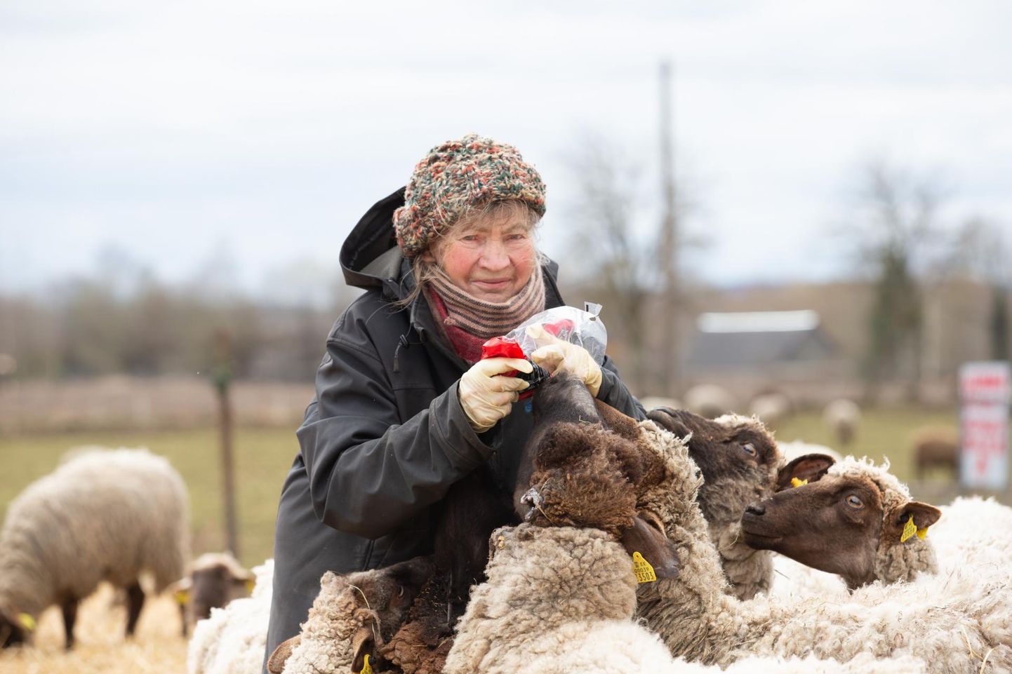 Kolm aastat tagasi jäi Marju Käo lammas rebase rünnaku järel kõrvast ilma, nüüd hukkus ta hundi külaskäigu järel.