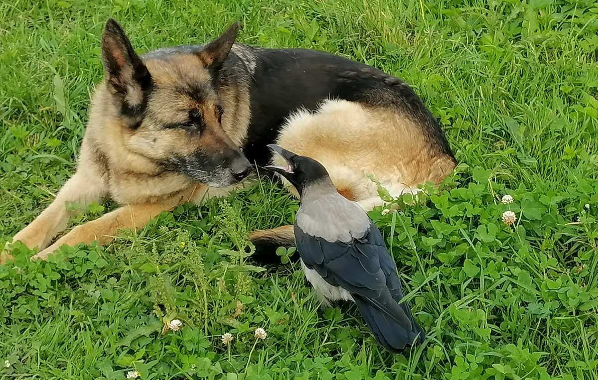 Krõll ja Kraaksu juttu puhumas. Pilt, mis võitis lemmikute sügisfotode konkursil auhinnas.