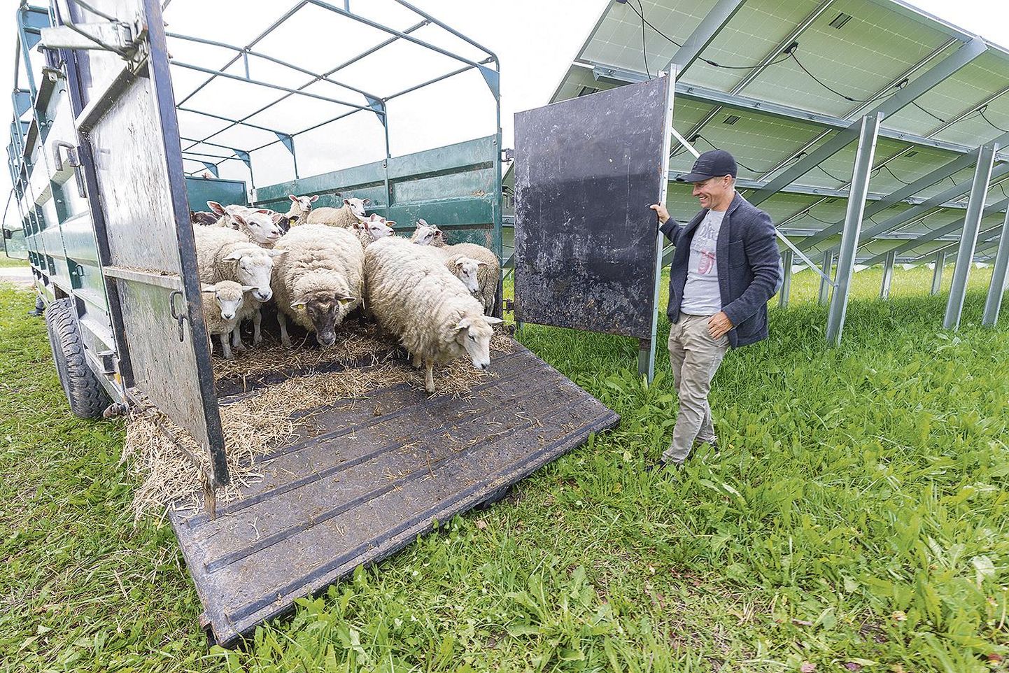 Mark Orav tõi oma päikeseparkide territooriumi hooldama lambad. Esimesed jõudsid kohale kolmapäeval.