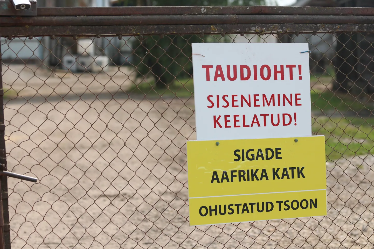 African swine fever continues to cause problems in Estonia.