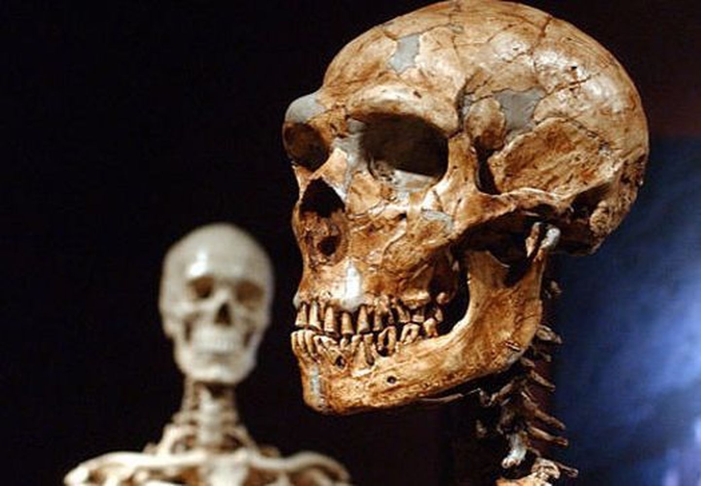 Neandertallase kolju, tagaplaanil tänapäeva inimese kolju