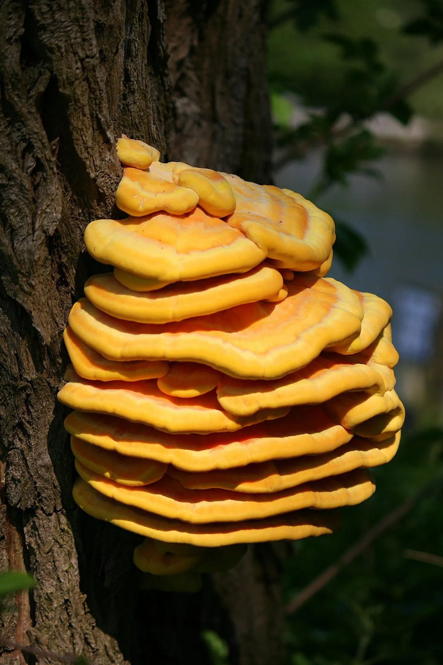 Väävlik (Laetiporus sulphureus)