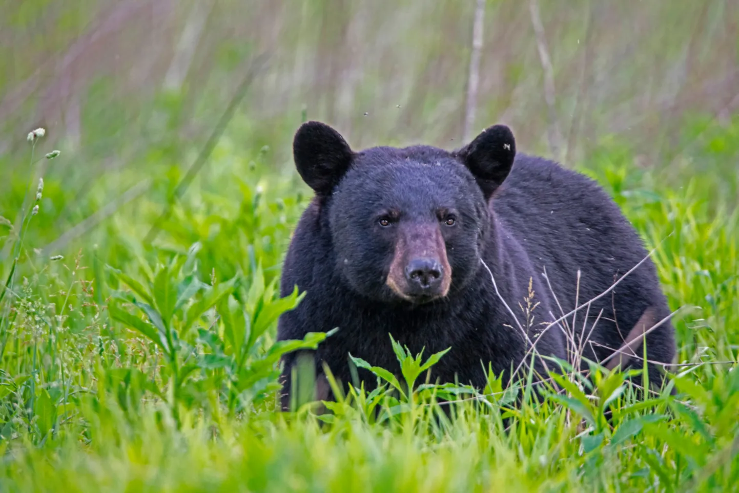 Ursus americanus