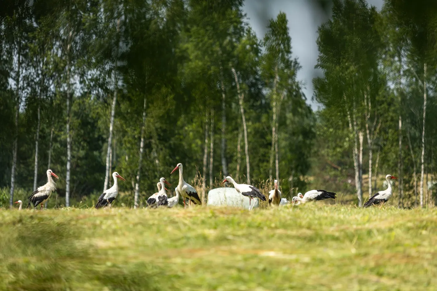 Valge-toonekurged heinamaal