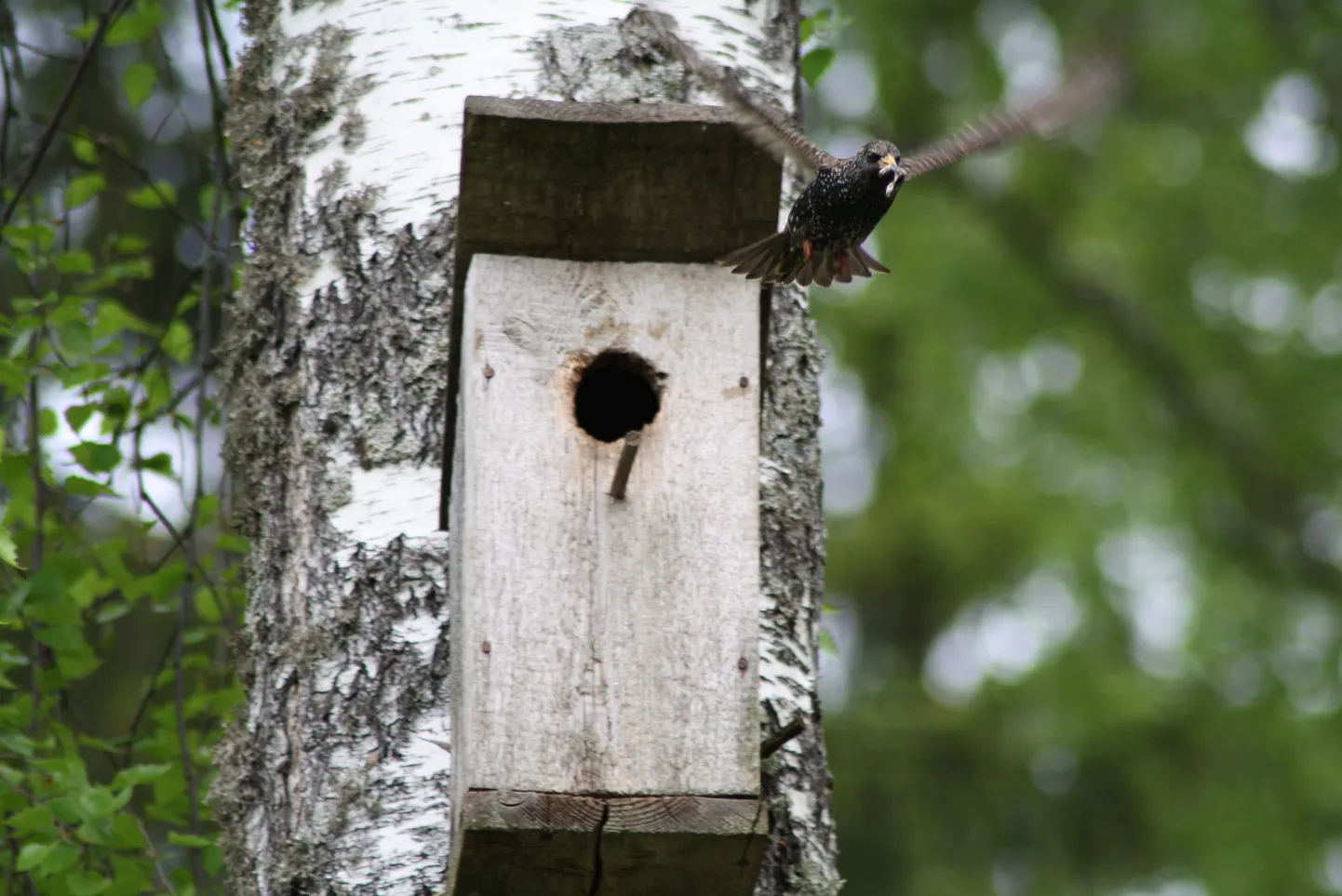 Kuldnokk lennus