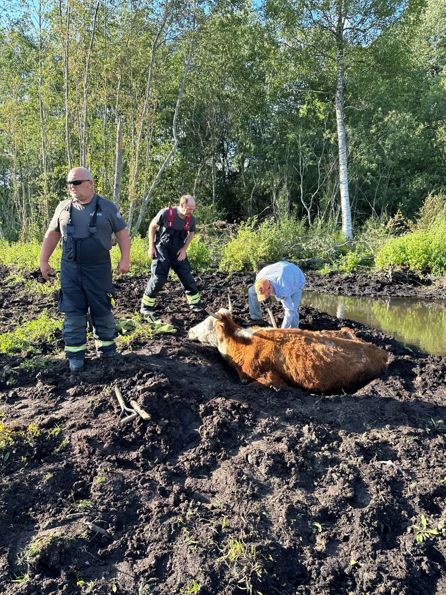 Спасатели вытащили корову из грязи.