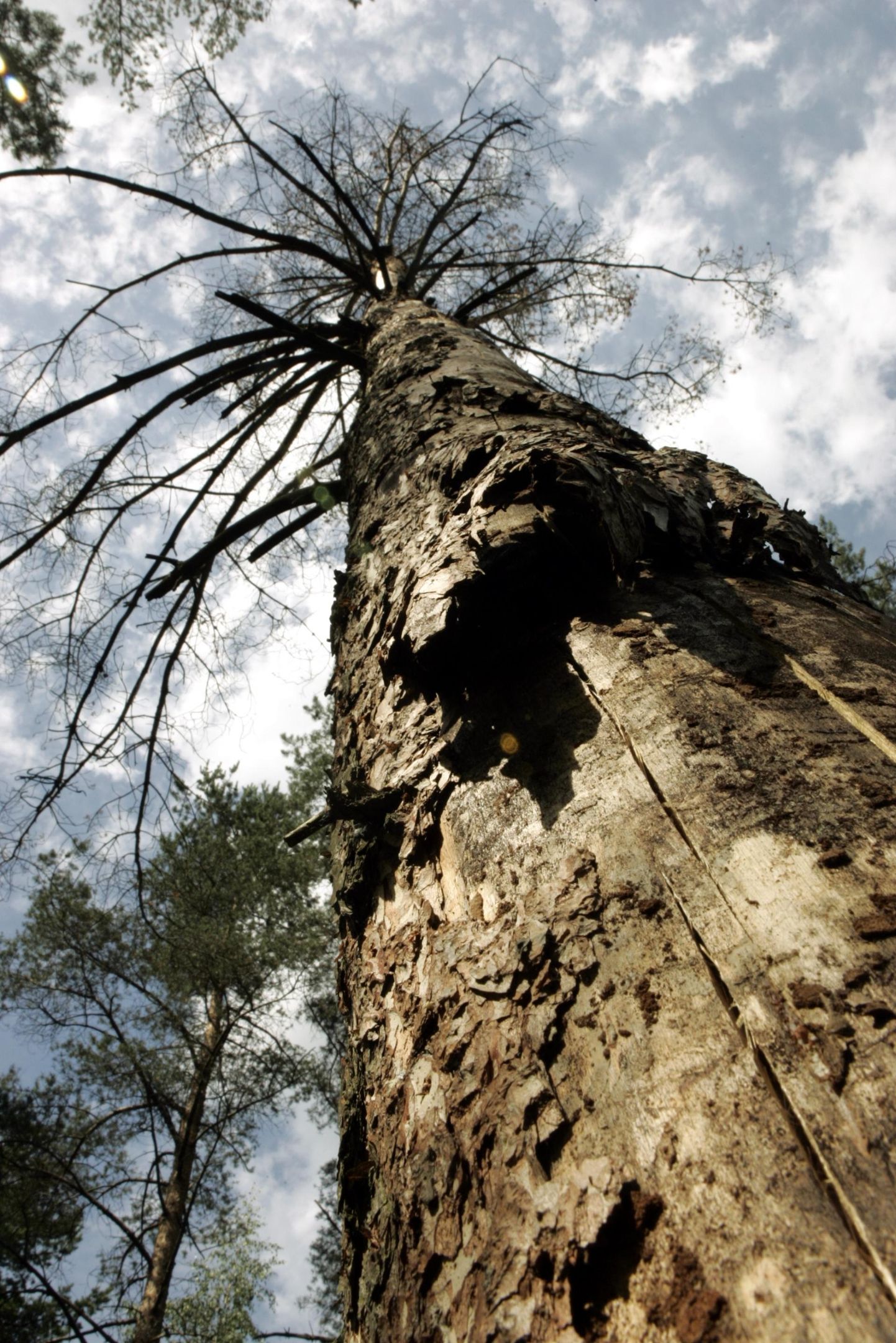Eesti metsades on puudel palju haigusi ja nende mõju metsa majandamisele erinev.