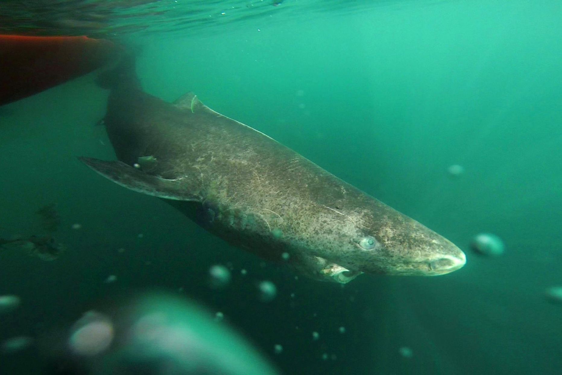 Taani teadlased kinnitavad, et Arktika vete tippkiskja grööni hai on maailma vanim selgroogne loom.