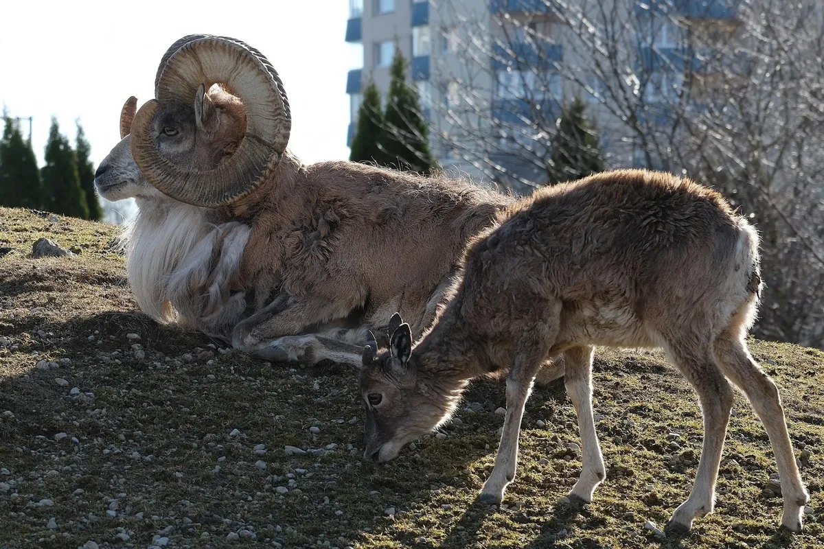 Tagakaspia uriaalid naudivad vastset kevadet.