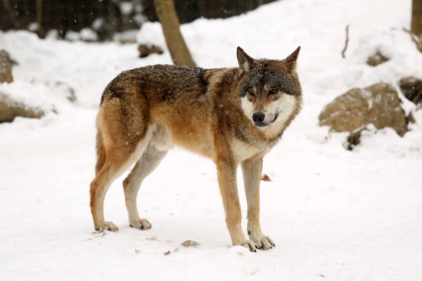 Hunt. Foto on illustratiivne.