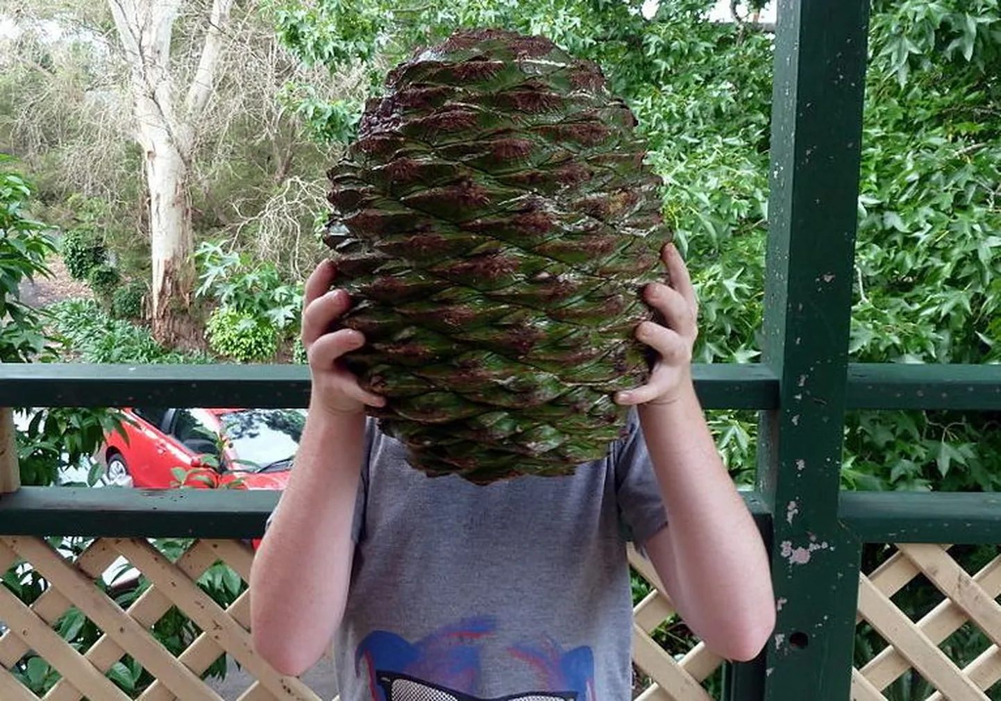 Araucaria bidwillii männi käbi