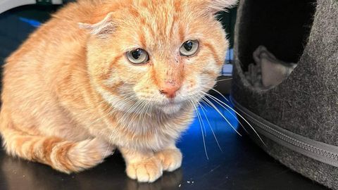 PÄEVAKÄPP ⟩ Kohtla-Järvel 3 kuulitabamust saanud kass vajab hoiukodu