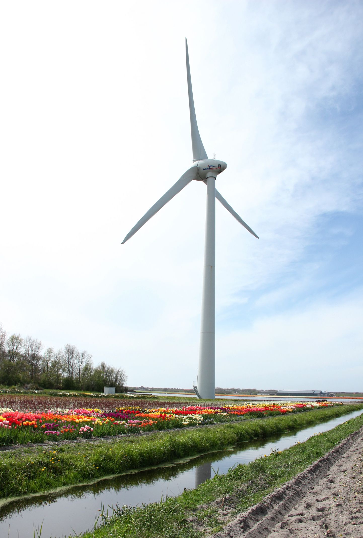 Vēja ģenerators tulpju audzētavā Petenā (Petten), Holandes ziemeļos.