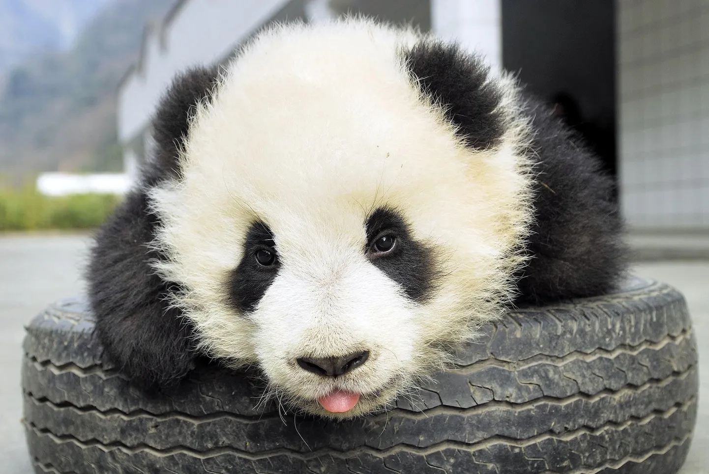 Musta ja valgega panda.