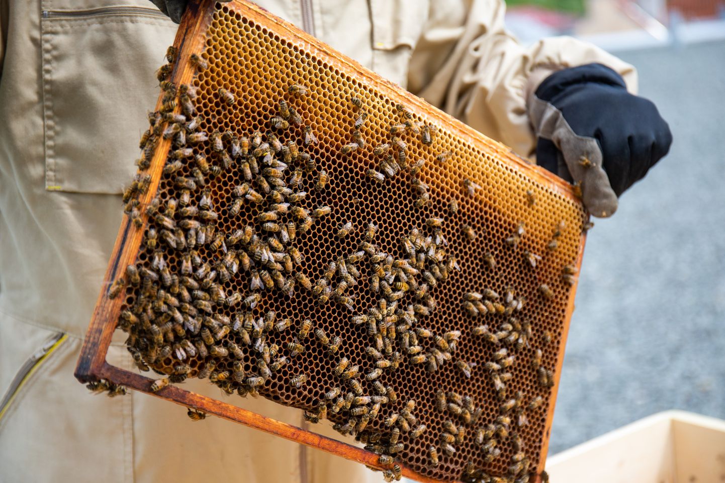 Mesinik mesilastaru hoidmas. Foto on illustreeriv.
