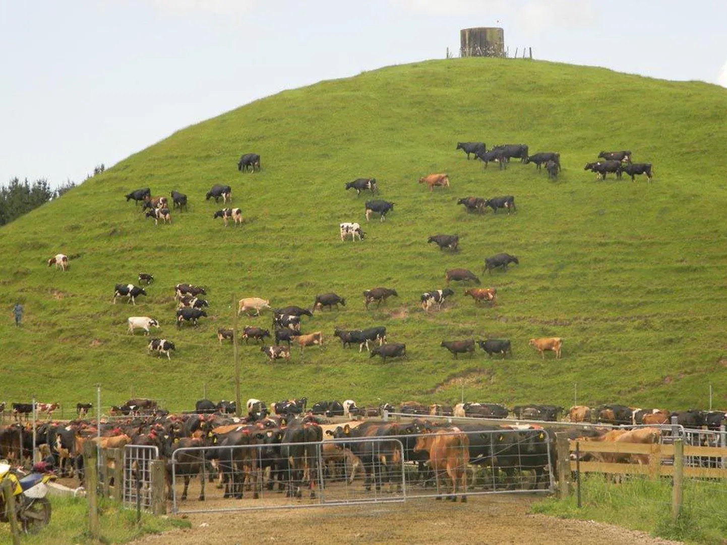 Uus-Meremaal on 4,4 miljonit elanikku ja 4,4 miljonit lüpsilehma. Neid karjatatakse aasta ringi mägedes, seetõttu kaaluvad piimaandjad kõige rohkem 450 kilogrammi — nii on neil hõlpsam liikuda ja karjamaadki püsivad korras.