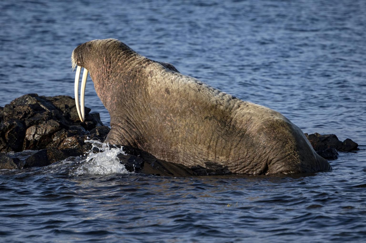 Если вы уникальным образом столкнулись на эстонском побережье с моржом - держитесь от него подальше