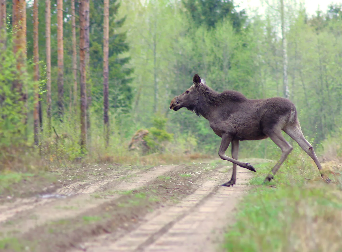 Põdrajaht on selleks aastaks lõppenud.